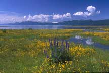 Field of Wildflowers. Lake Tahoe.